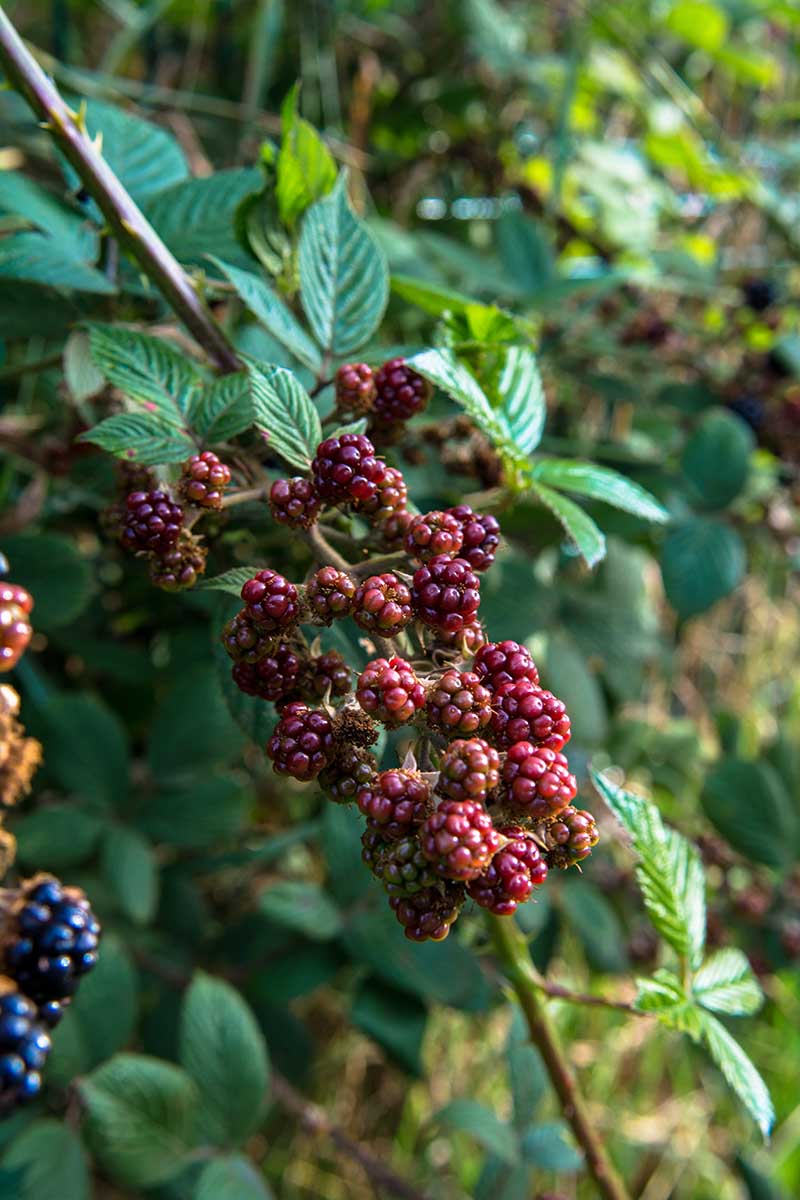 Une image verticale d'un floricane d'une brousse en mûre chargée de fruits mûrissants.