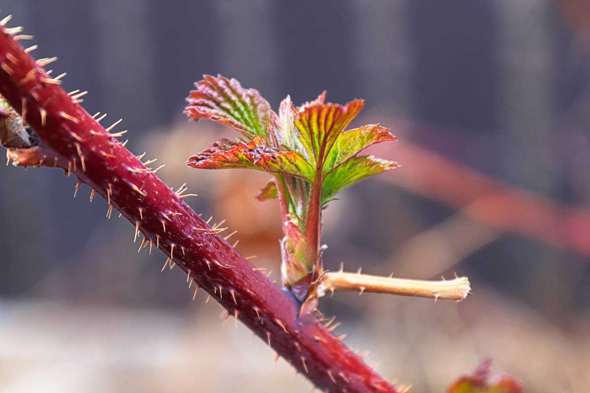 Une image horizontale rapprochée d'un florican montrant une nouvelle croissance illustrée sur un fond de mise au point doux.