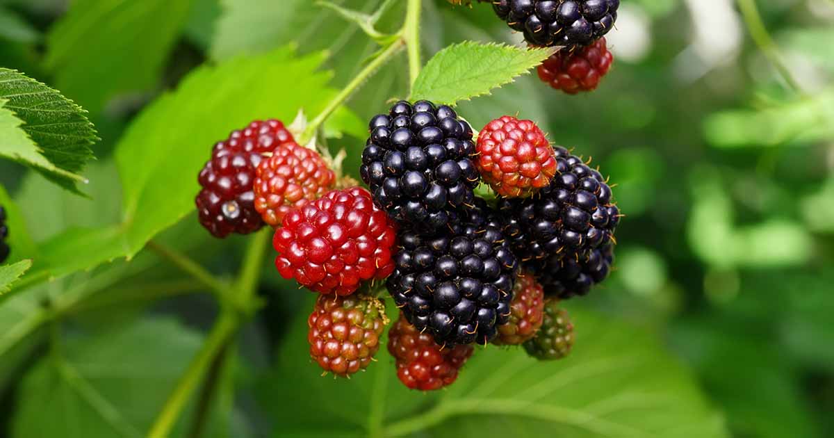 Primocane vs Floricane: Comment faire la distinction entre les cannes de baies