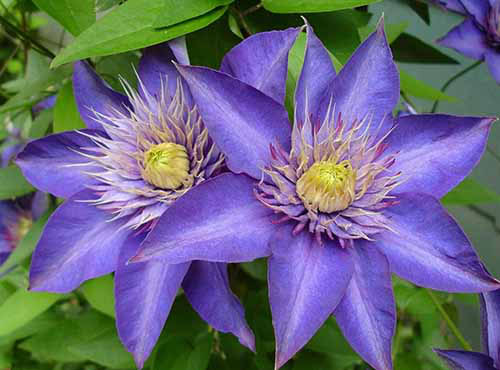 Une image horizontale rapprochée de deux fleurs de Clematis «multi-bleu» poussant dans le jardin.