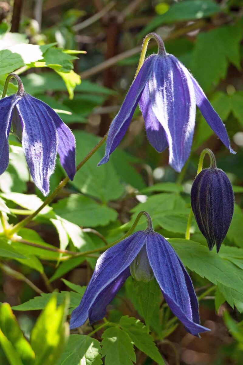 Une image verticale rapprochée des fleurs bleues «Pamela Jackman», en forme de cloche, elles sont suspendues à la vigne en plein soleil. En arrière-plan, les feuilles se sontompes à une foyer douce.