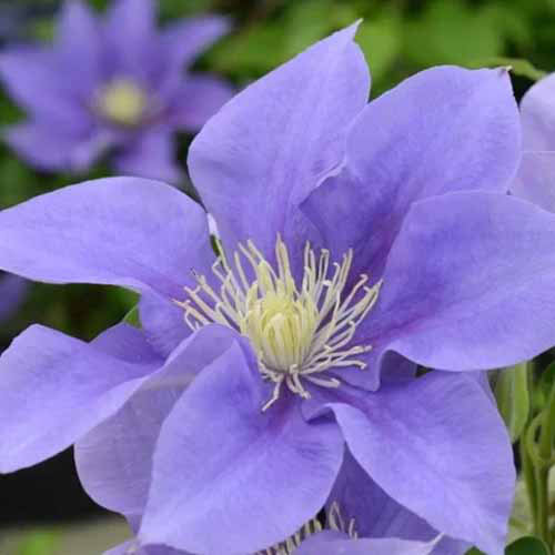 Un gros plan d'une fleur «Olympia» violet pâle illustrée sur un fond de mise au point doux.