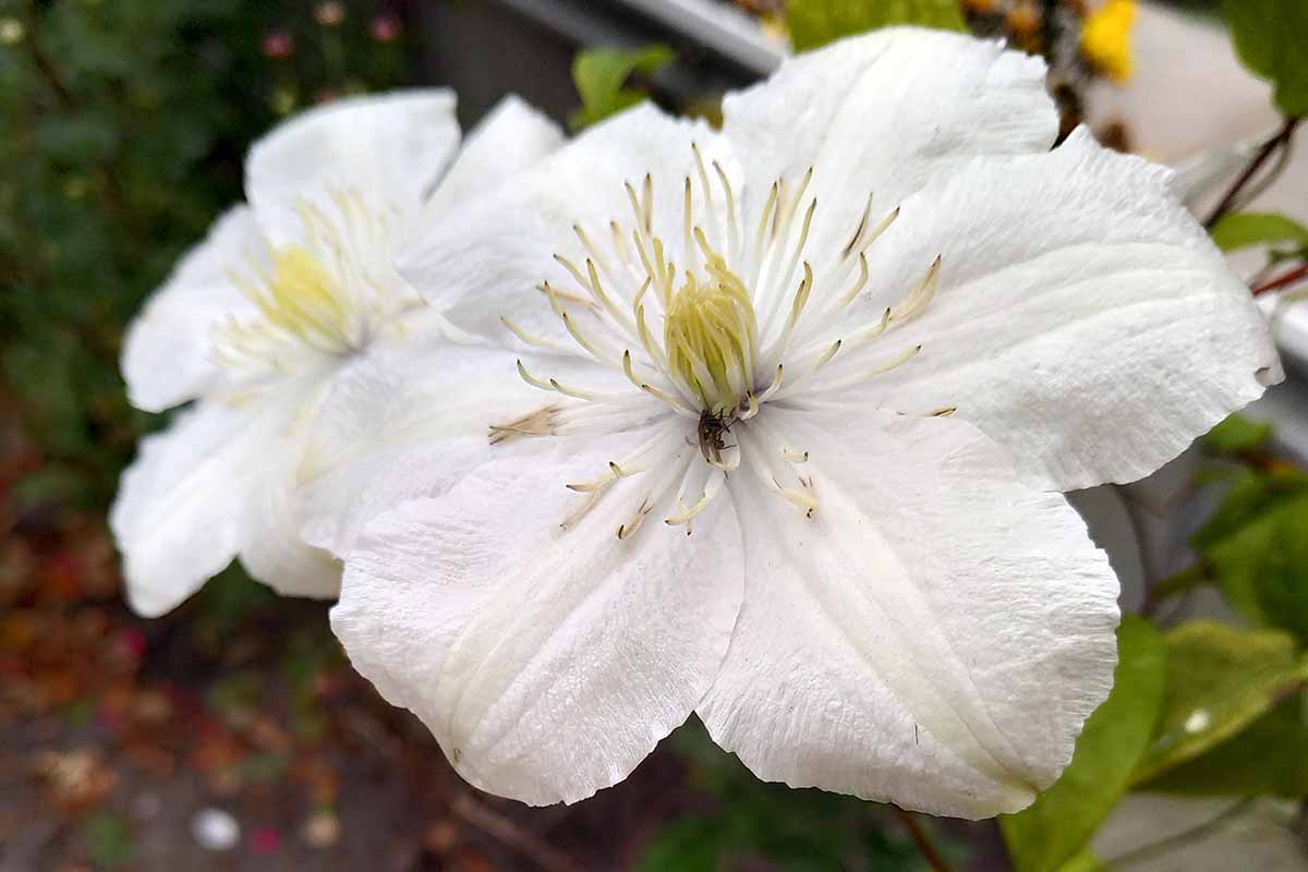 Un gros plan d'une fleur de «clair de lune» blanche avec de grands filaments au centre. En arrière-plan se trouvent des feuilles contre une surface en béton dans une focalisation douce.
