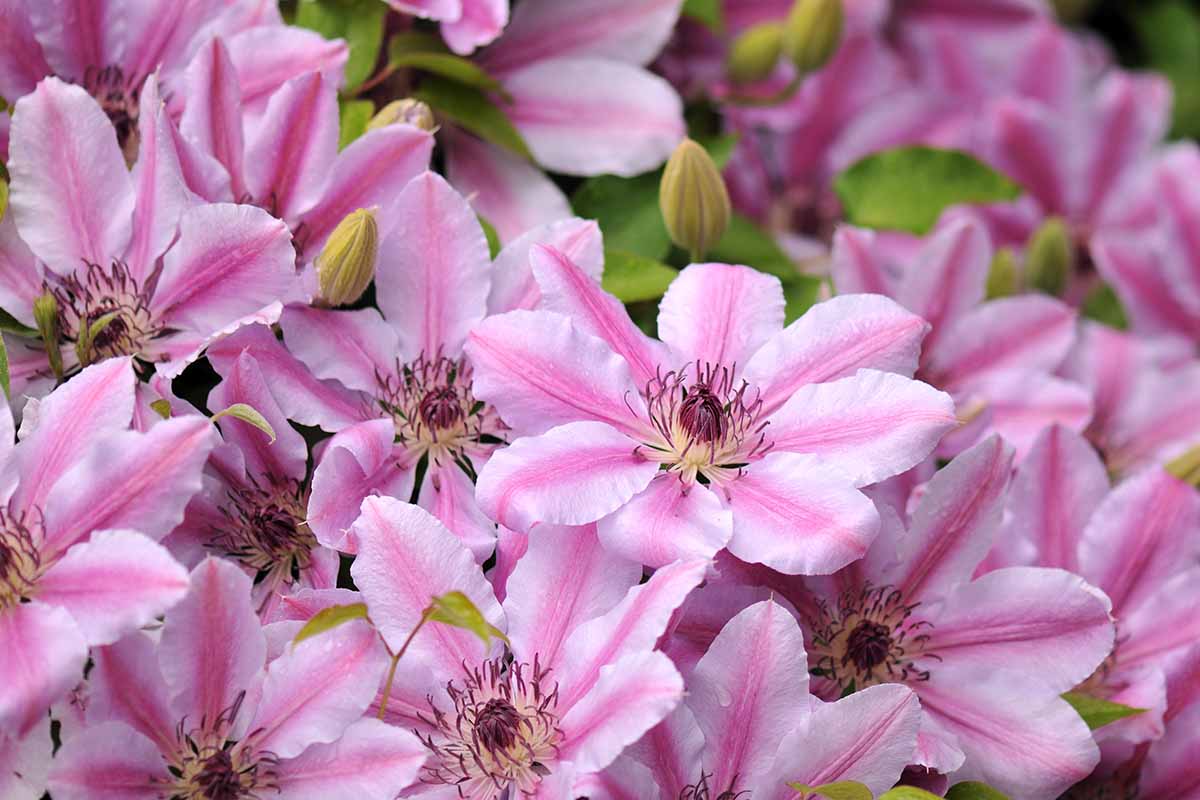Un gros plan du rose clair avec Clematis de Nelly Moser 'Strums' Nelly Moser. Les filaments jaunes et violets au centre contrastent avec les pétales légers. L'arrière-plan s'estompe à une concentration douce.