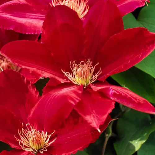 Un gros plan des fleurs «Rebecca» rouge vif illustrées sous un soleil brillant.