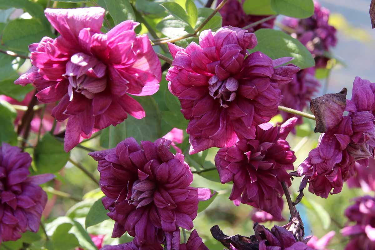 Une image horizontale des fleurs cultivar de Pripurea Plena Elegans de Purpurea Plena Elegans. En arrière-plan, les feuilles vertes se sont décolorantes à une concentration douce en plein soleil.