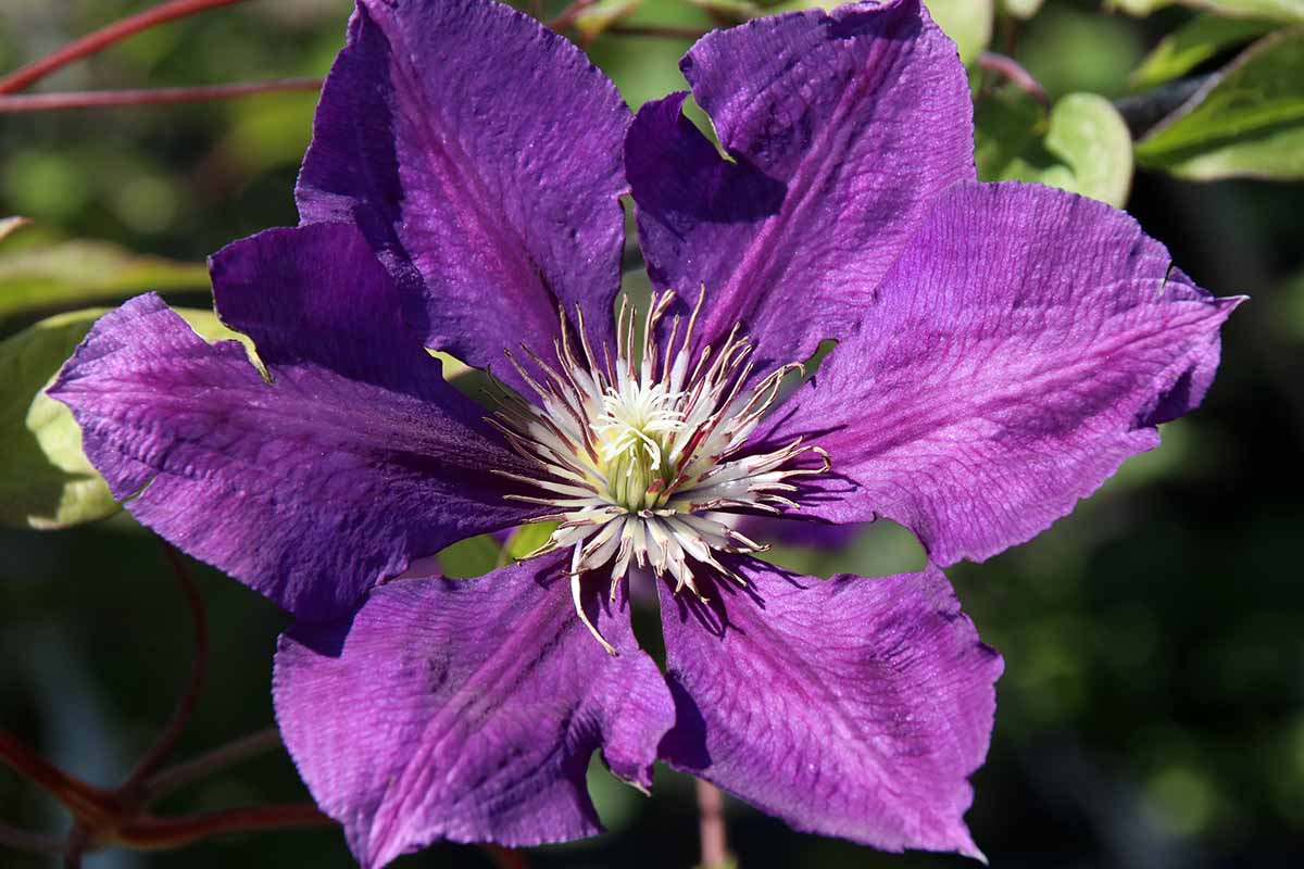 Un gros plan du cultivar «alto», une fleur violette avec des filaments blancs au milieu sur un fond de mise au point doux sombre.