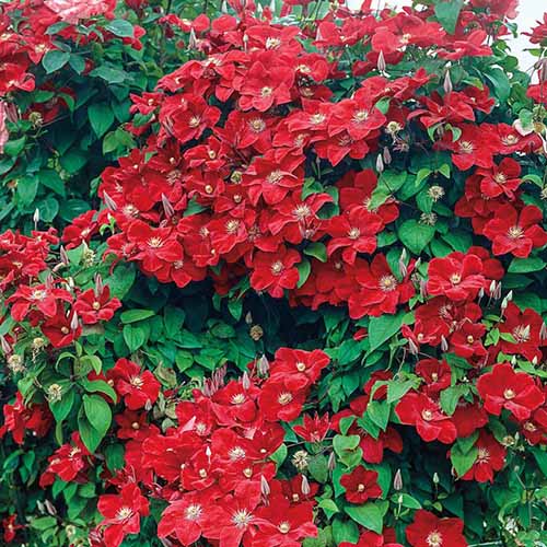 Un gros plan d'une plante cardinale de Clematis `` Rouge 'à des fleurs rouge vif contrastant avec les feuilles vertes, sous le soleil léger.