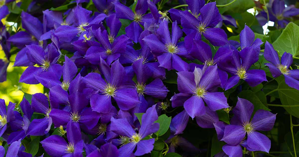 37 des meilleures variétés de Clematis Hardy Coldy