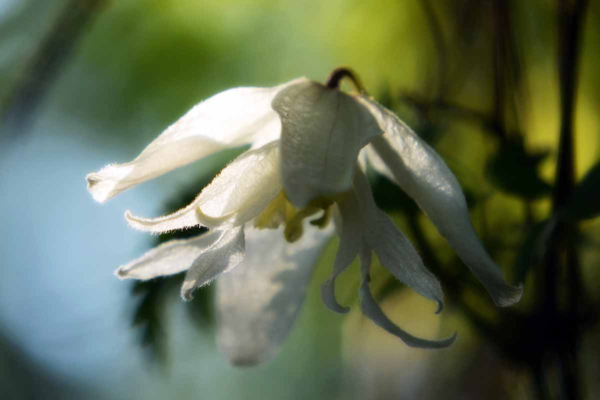 Un gros plan d'une fleur de «cygne blanc» avec de délicats pétales d'ivoire sur un fond de mise au point doux.