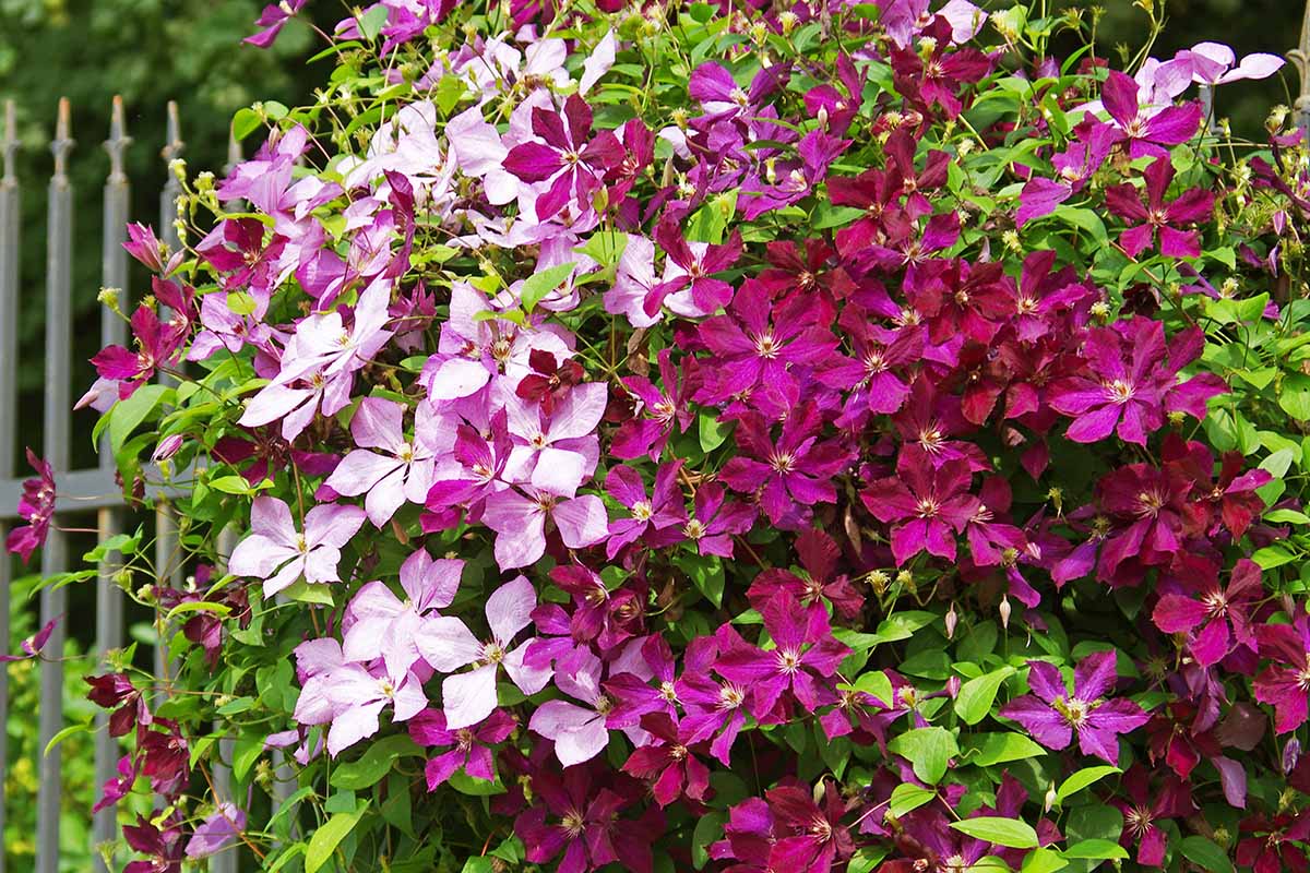 Un gros plan d'une vigne Clematis avec des fleurs légères et violettes foncées avec des feuilles vertes derrière eux, contre une clôture en métal vert. En arrière-plan, les arbres et la végétation se concentrent sur doucement.
