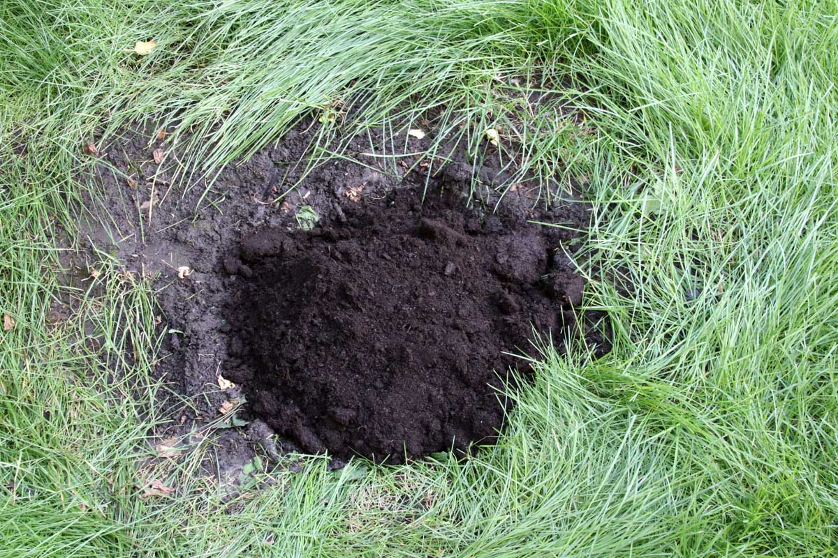 Une image horizontale rapprochée d'un trou dans le jardin entouré d'une pelouse envahie.