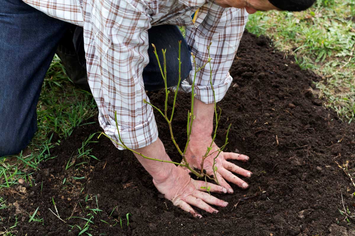 Une image horizontale rapprochée d'un jardinier plantant un arbuste dans le jardin.