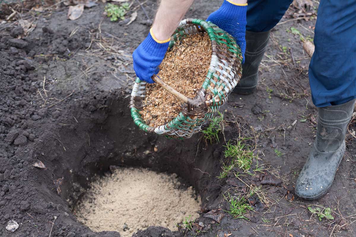 Une image horizontale rapprochée d'un jardinier versant de la sciure dans un trou creusé dans le jardin avant la plantation.