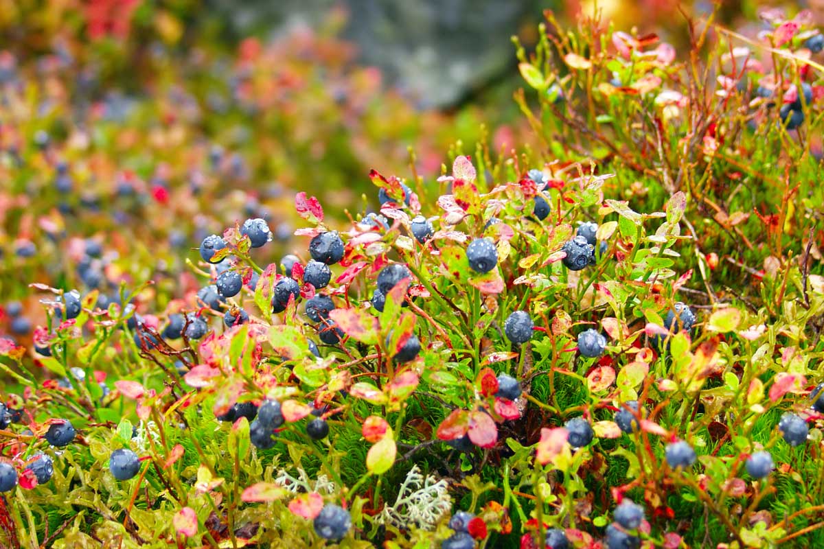 Une image horizontale de bleuets mûrs poussant sur la brousse à l'automne au début de l'automne sur un fond de mise au point doux.