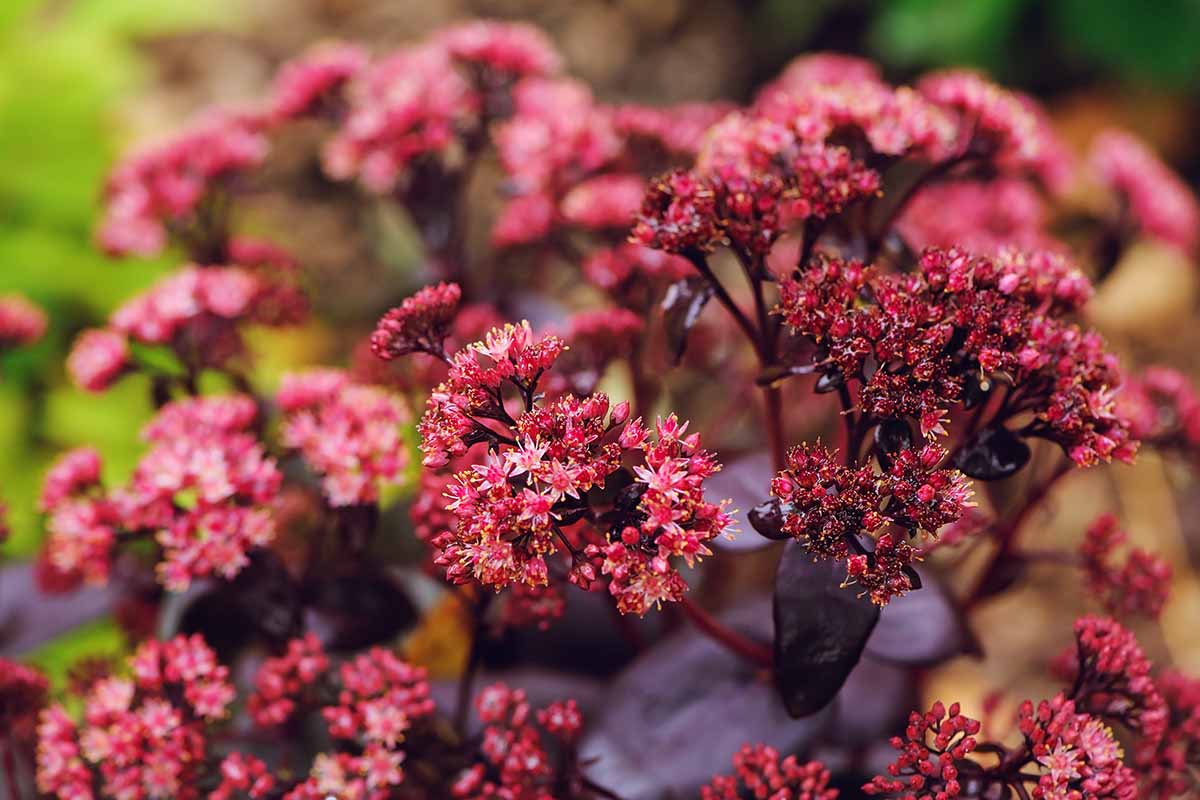 Une image horizontale rapprochée des fleurs roses et du feuillage foncé du sedum `` empereur violet '' poussant dans le jardin d'été illustré sur un fond de mise au point doux.