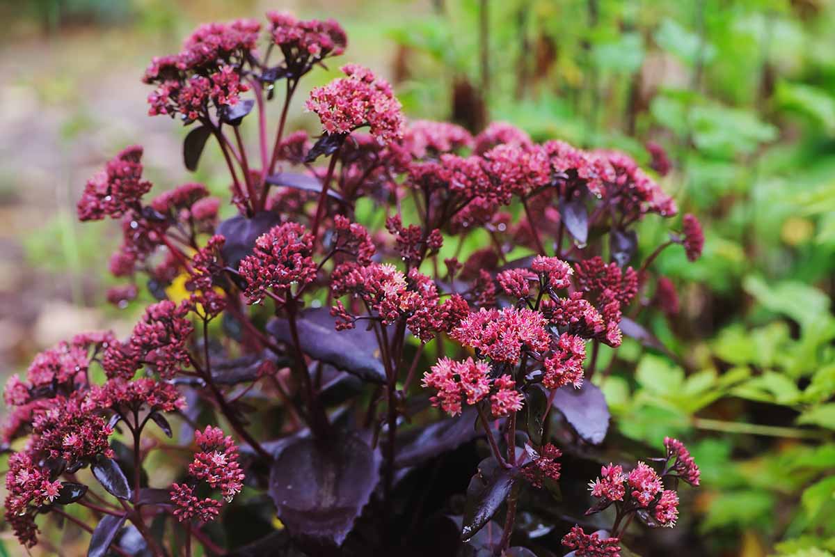 Une image horizontale rapprochée du sedum «empereur violet» en pleine floraison dans le jardin d'été, illustré sur un fond de mise au point doux.