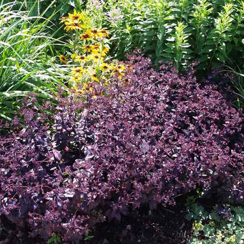 Une image carrée rapprochée d'une touffe de sedum «empereur violet» poussant dans une bordure de jardin mixte.