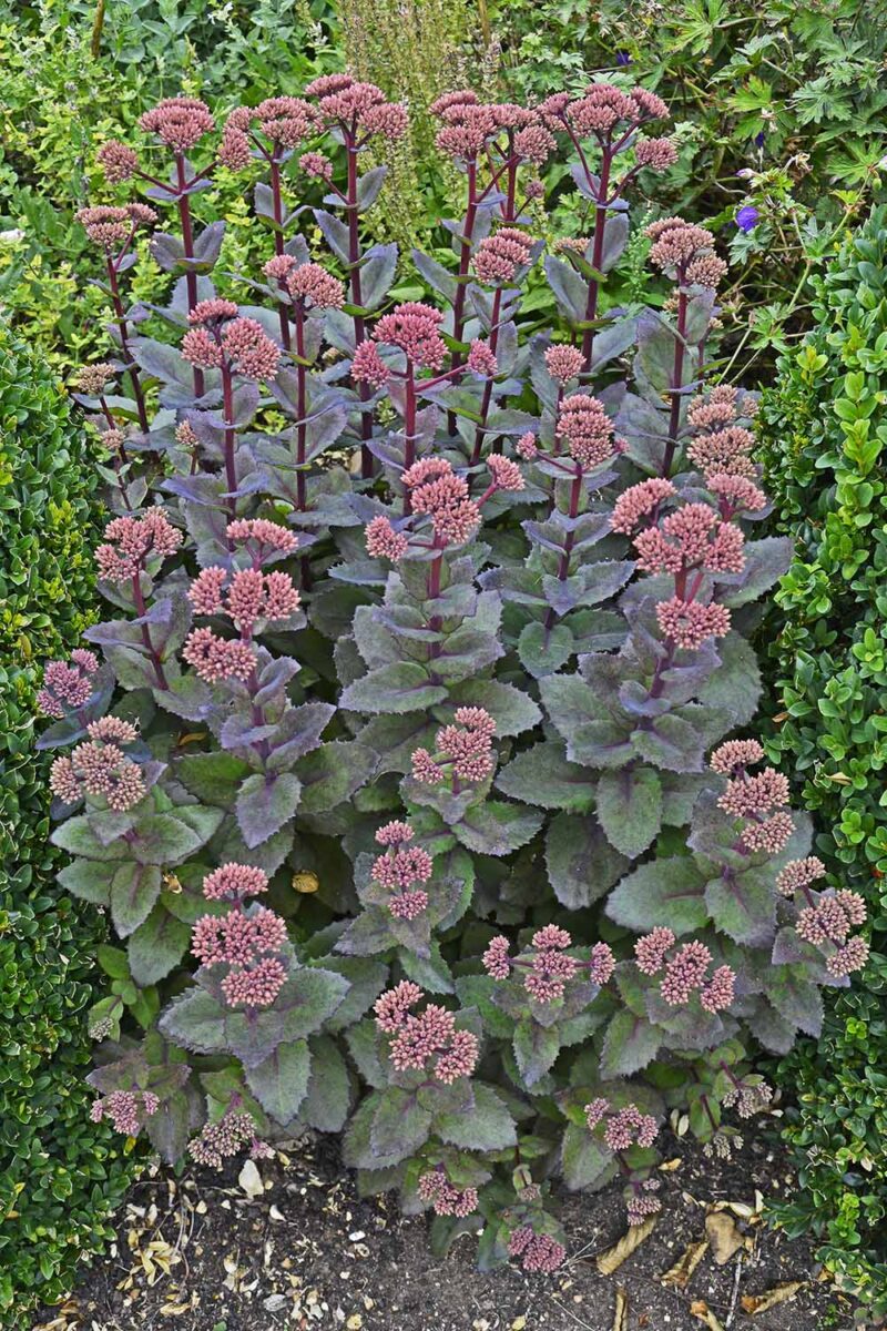 Une image verticale rapprochée d'une touffe de sedum «empereur violet» poussant dans le jardin juste avant la floraison.