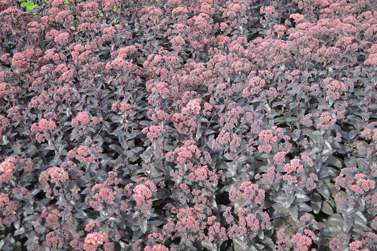 Une image horizontale de sedum «empereur violet» dans une plantation de masse dans le jardin.