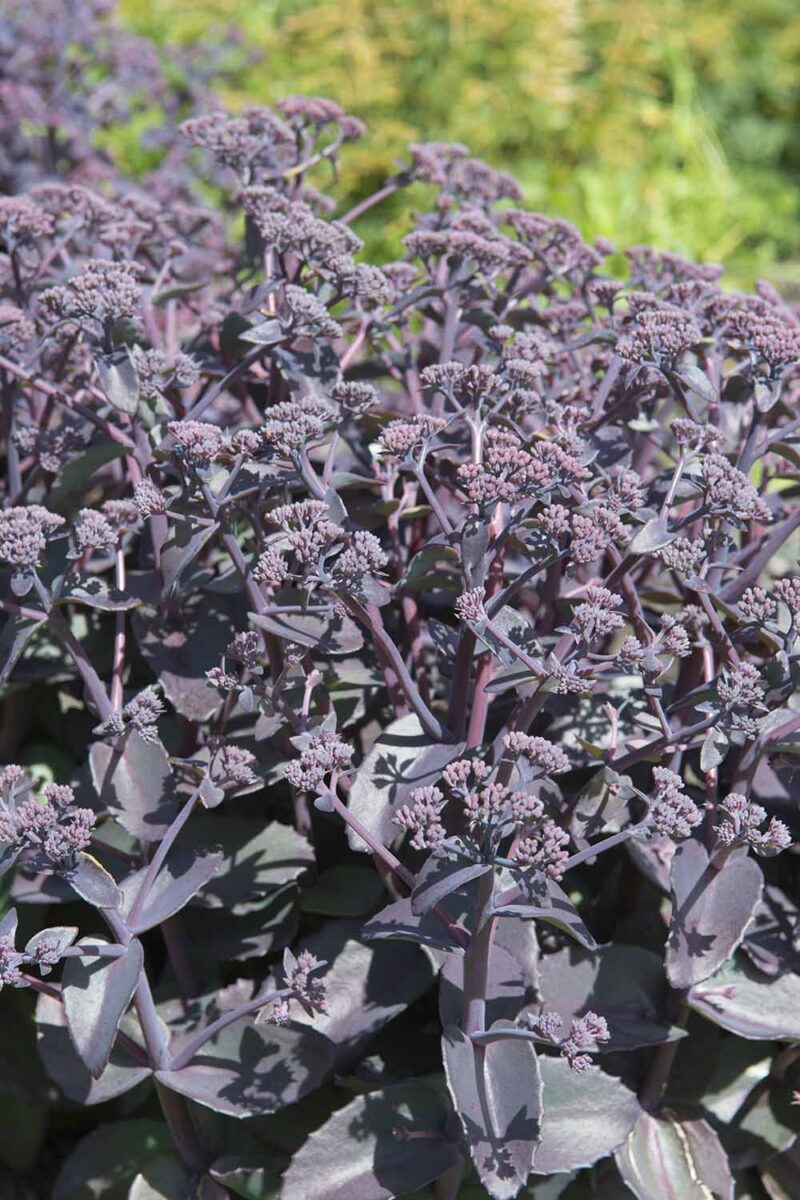 Une image verticale rapprochée du feuillage violet foncé et des boutons de fleurs d'un stonecrop poussant dans le jardin.