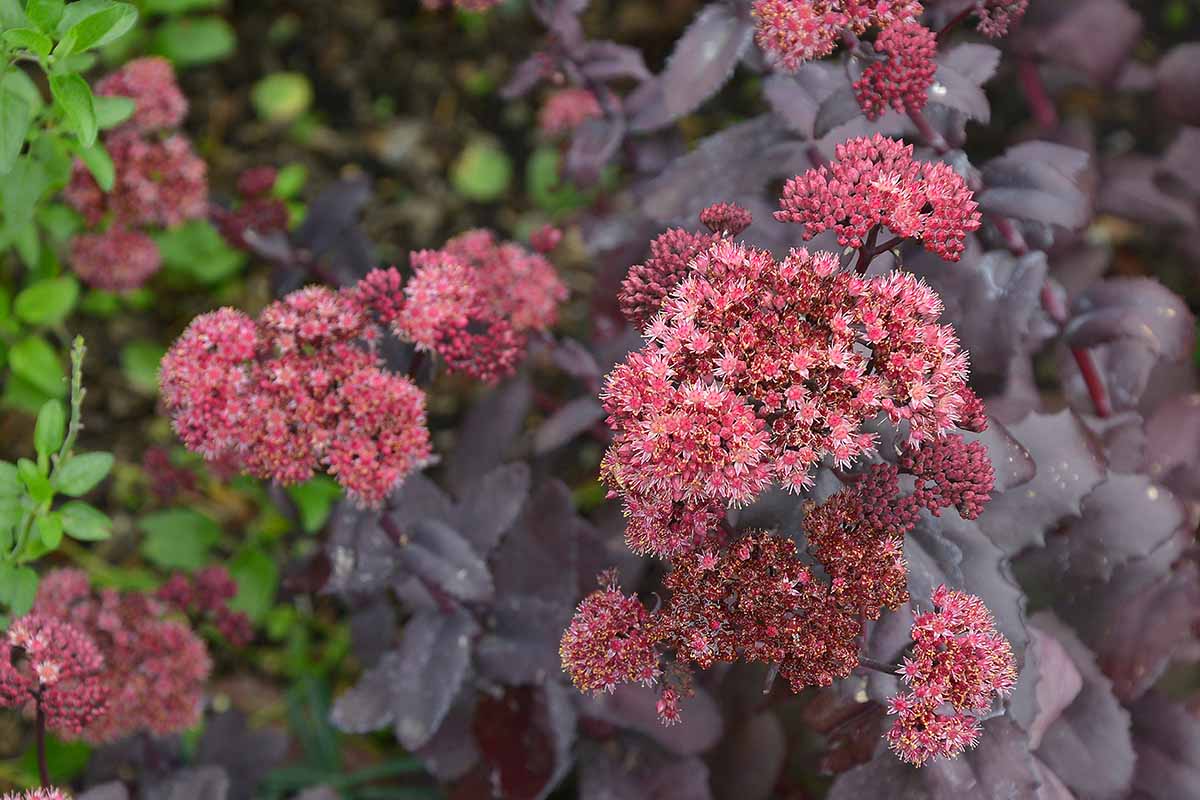 Une image horizontale rapprochée des fleurs roses et du feuillage foncé du sedum «empereur violet» poussant dans le jardin.