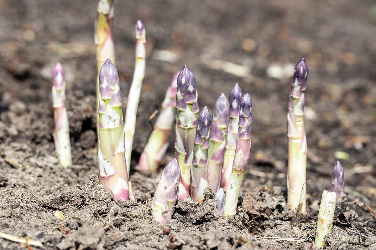 Une image horizontale rapprochée de lances épaisses poussant dans le patch des asperges.