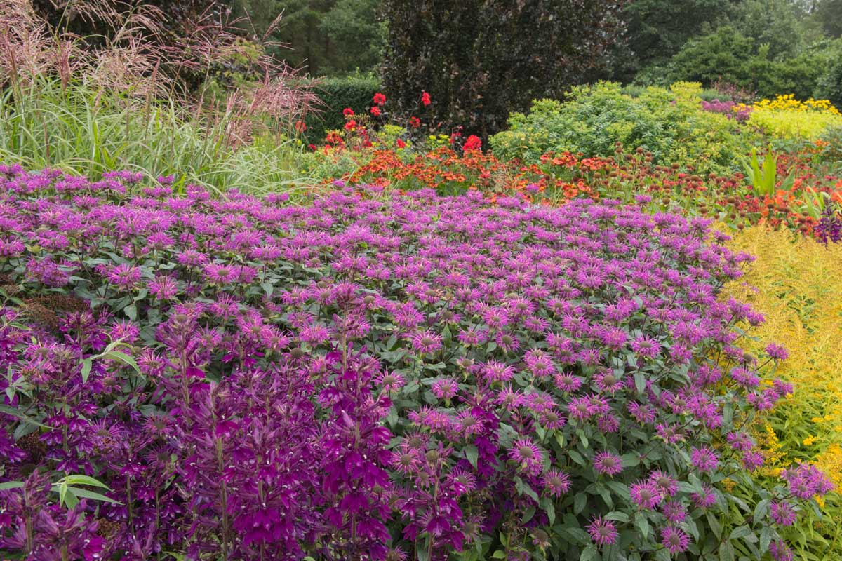 Une image horizontale d'un jardin de fleurs sauvages en pleine floraison.