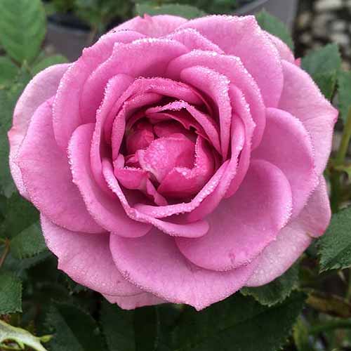 Une image carrée rapprochée d'une fleur de «véranda lavande» rose illustrée sur un fond de mise au point doux.
