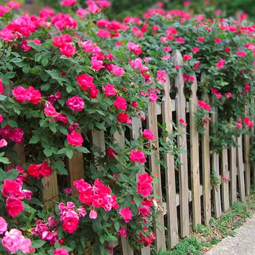 Un gros plan de roses roses poussant sur une clôture en bois par une voie.