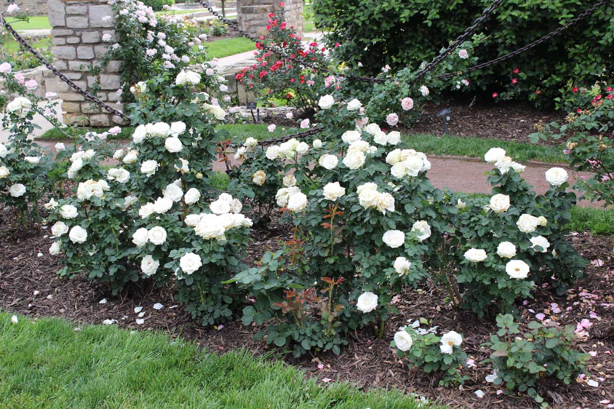 Une image horizontale de roses blanches «paloma blanc» poussant à côté d'un chemin du jardin.