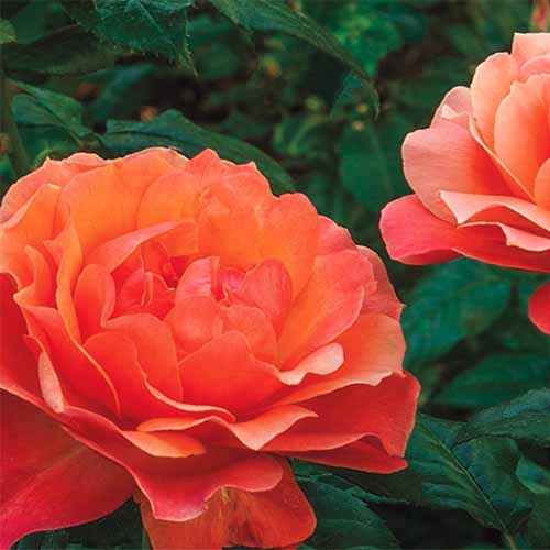 Une image carrée rapprochée de roses floribunda orange vif `` Living Easy '' illustrées sur un fond de mise au point doux.