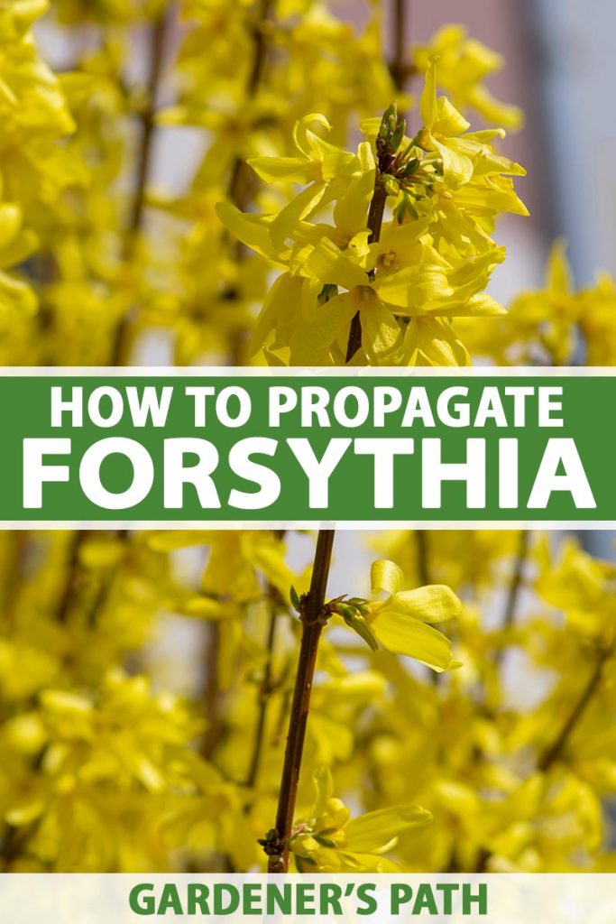 Une image verticale rapprochée des fleurs jaune vif de Forsythia à floraison printanière illustrée sous un soleil brillant sur un fond de mise au point doux. Au centre et au bas du cadre se trouve le texte imprimé vert et blanc.