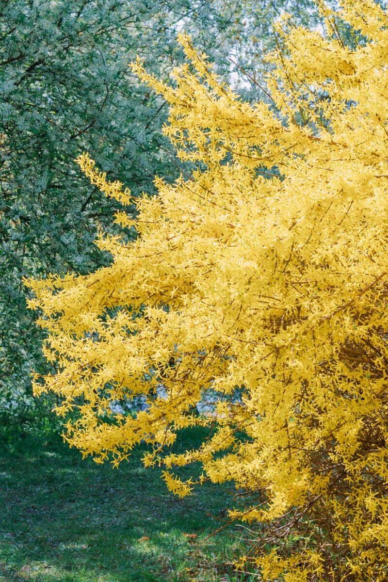 Un grand buisson de forsythia en pleine floraison de printemps avec des masses de fleurs jaunes.