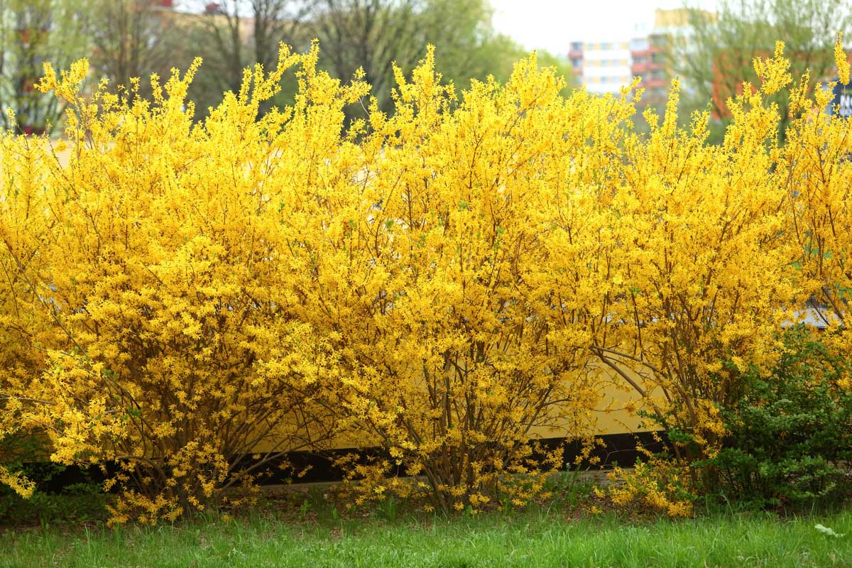 Une image horizontale rapprochée d'une haie de forsythia en pleine floraison dans le jardin de printemps, illustrée sur un fond de mise au point doux.