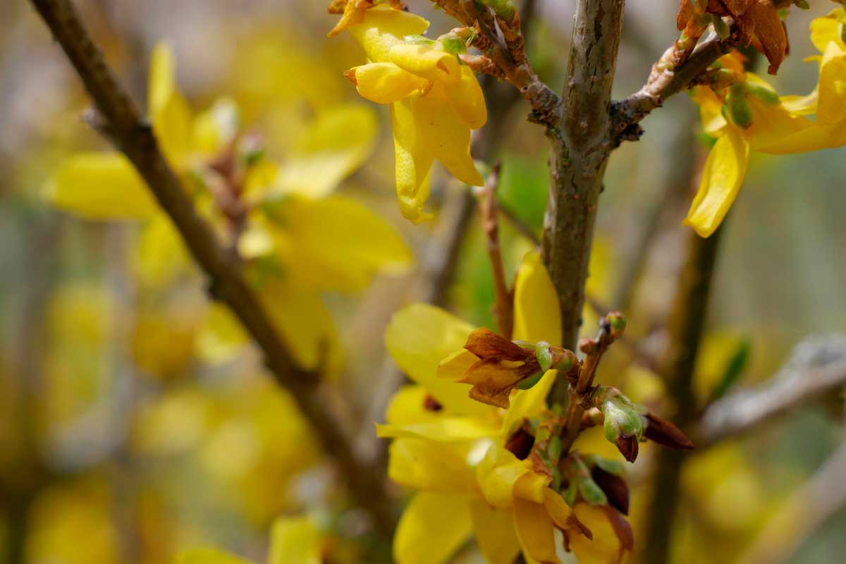 Une image horizontale rapprochée des fleurs jaunes de forsythia décollant et réglant des graines illustrées sous un soleil léger sur un fond de mise au point doux.