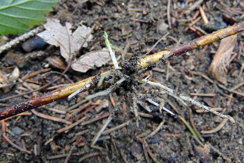 Une image horizontale rapprochée de la branche d'un arbuste démontrant des racines issues des nœuds foliaires après propagation par la superposition de pointe.