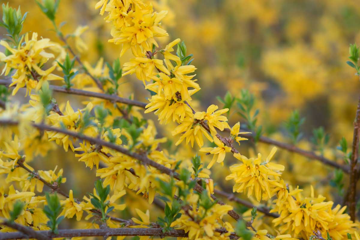 Gros plan d'une branche de Forsythia pleurant avec des fleurs de printemps jaunes.