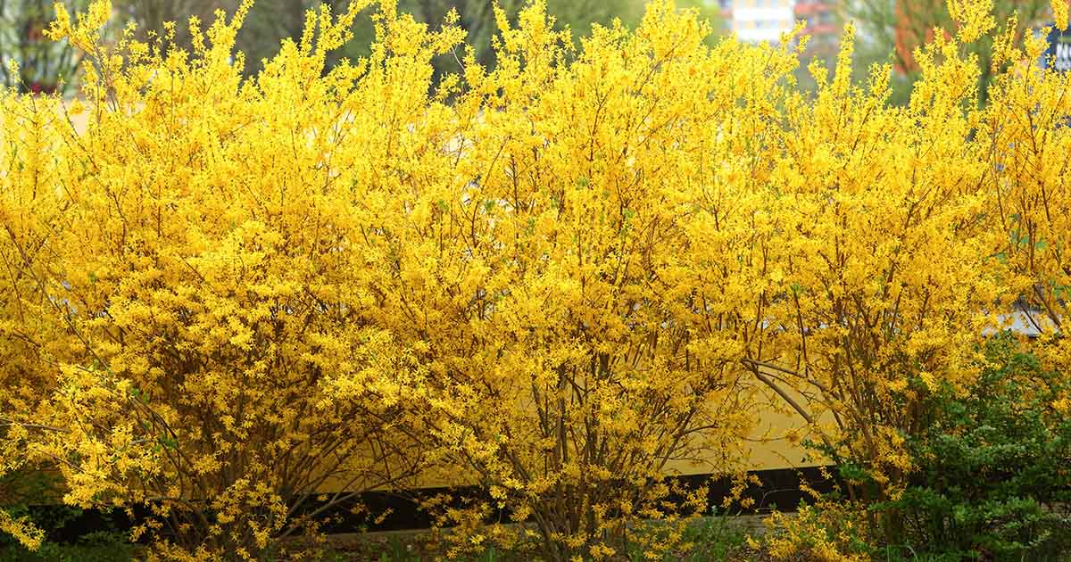 5 façons de propager votre propre Forsythia