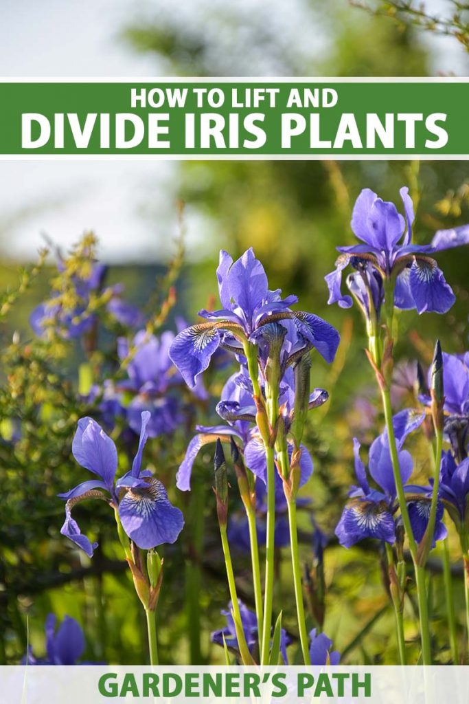 Une image verticale rapprochée de fleurs d'iris violettes poussant dans le jardin illustré sous le soleil du soir léger. En haut et en bas du cadre se trouve le texte imprimé vert et blanc.