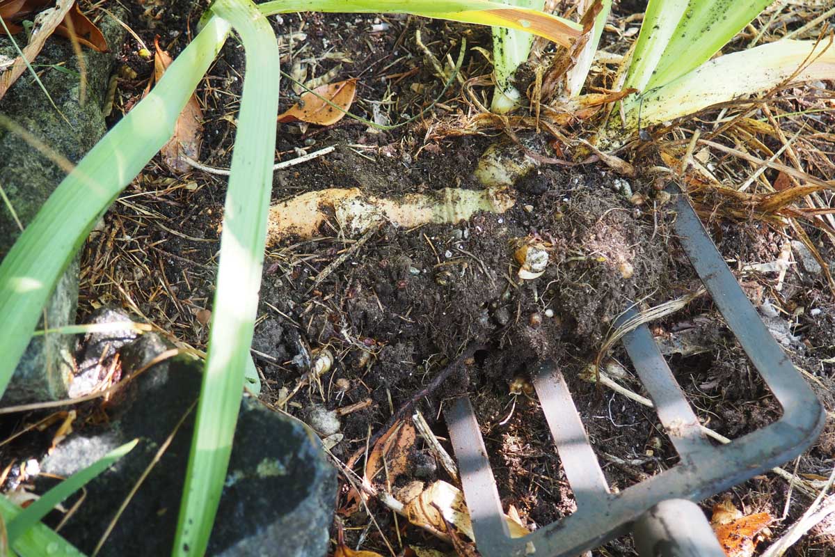 Une image horizontale rapprochée d'une fourche de jardin soulevant des plantes d'iris pour la division et la transplantation.