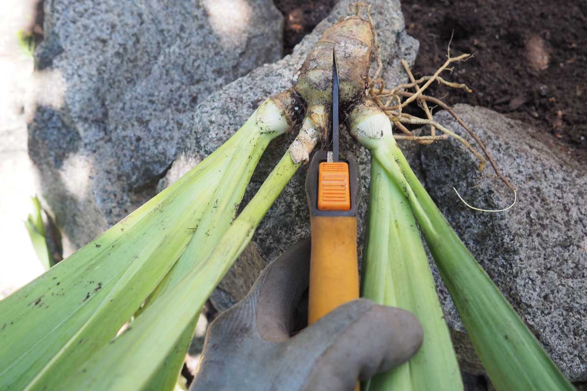Une image horizontale rapprochée d'une main du bas du cadre tenant une paire de prunes coupant à travers un tubercule d'iris pour la replantation.