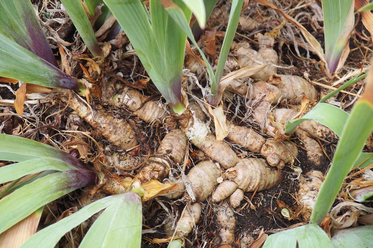 Une image horizontale rapprochée d'une touffe surpeuplée de plantes d'iris poussant dans le jardin.