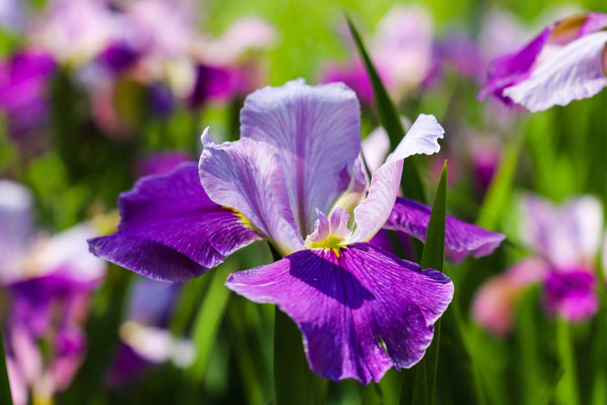 Fleur d'iris jaune violet, blanc unique, blanc. Il y a d'autres fleurs dans un fond diffusé.