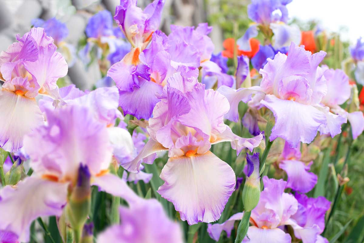 Une image horizontale rapprochée de fleurs d'iris violettes légères poussant dans le jardin.