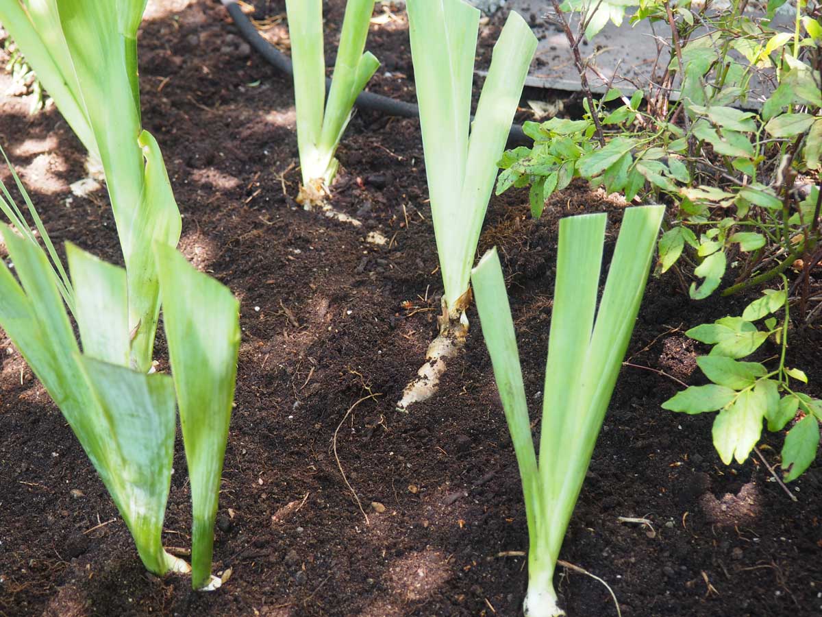 Une image horizontale rapprochée des divisions d'iris plantées dans un sol riche dans le jardin.