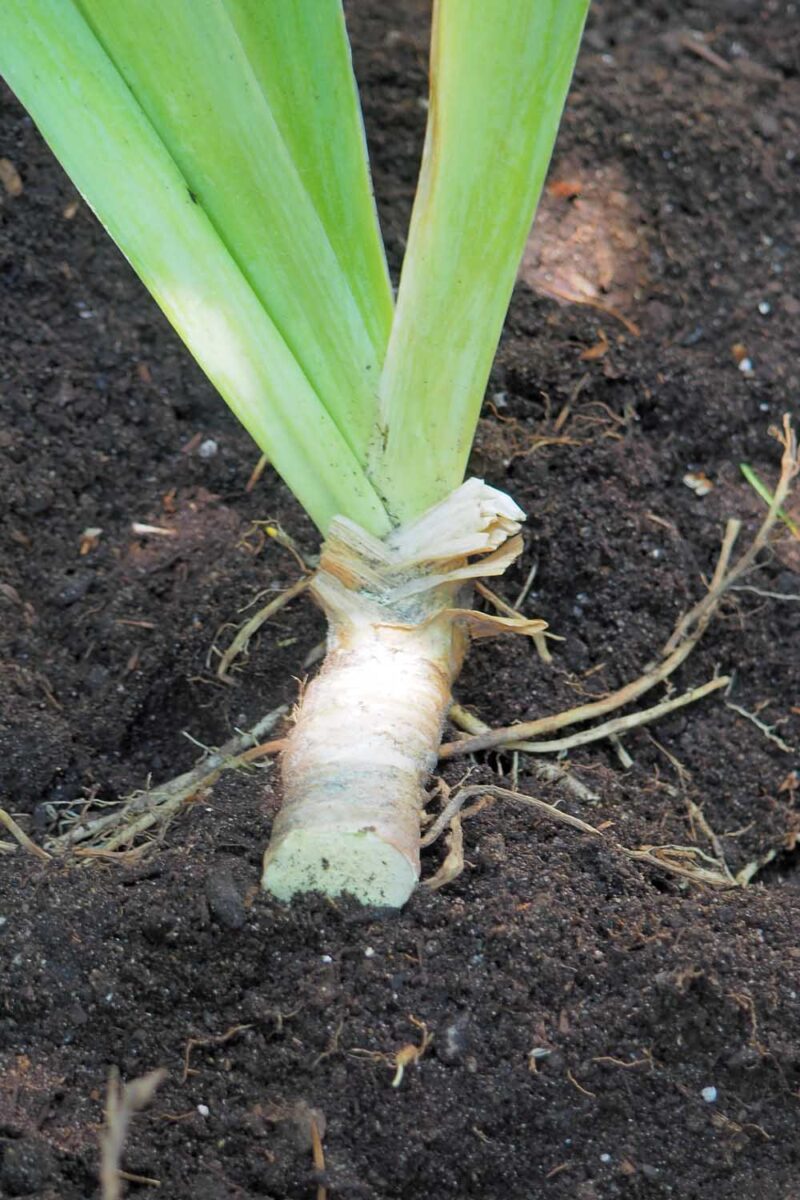 Une image verticale rapprochée d'une division d'iris replantée dans un sol riche.