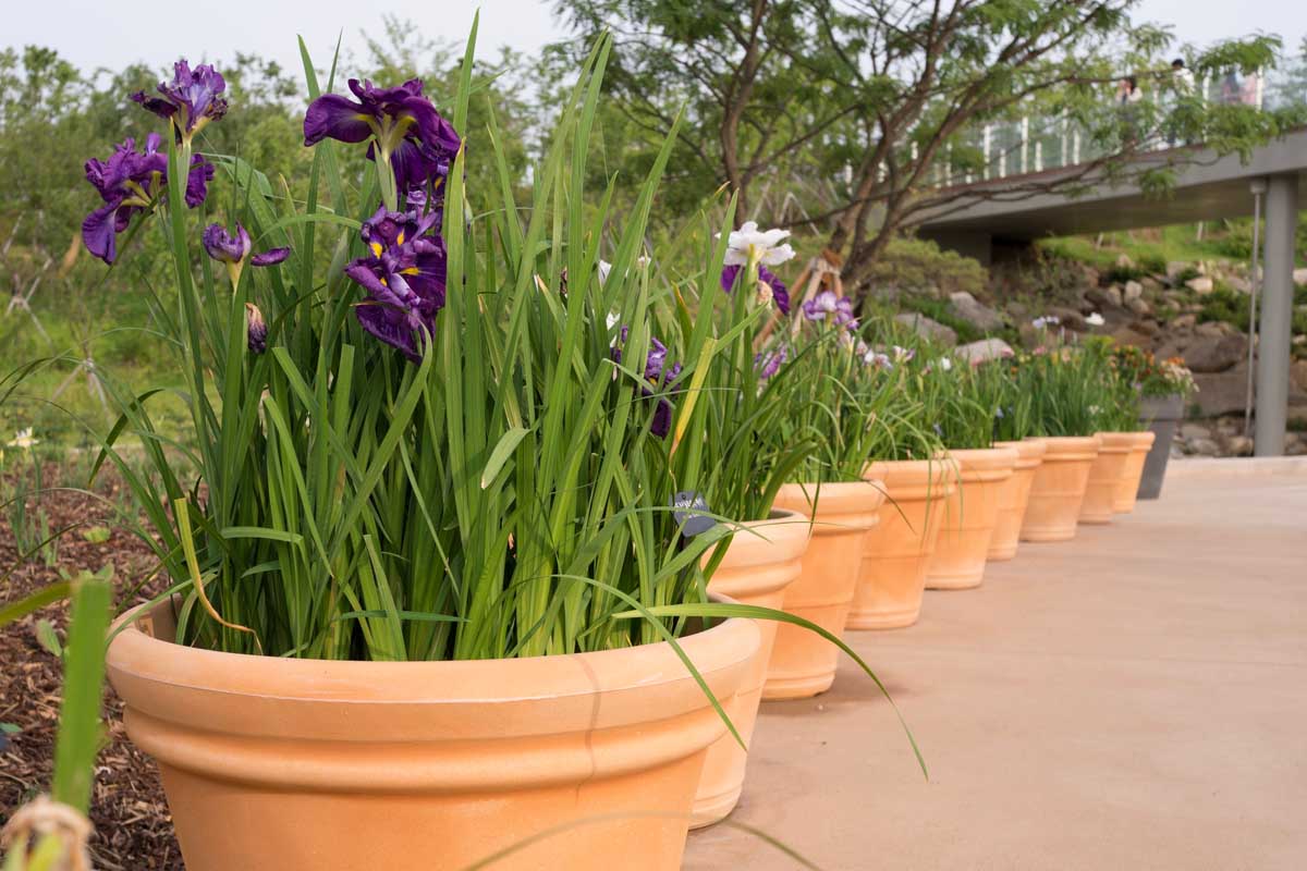 Une image horizontale rapprochée d'une ligne de pots en terre cuite plantés de fleurs d'iris dans un jardin botanique.