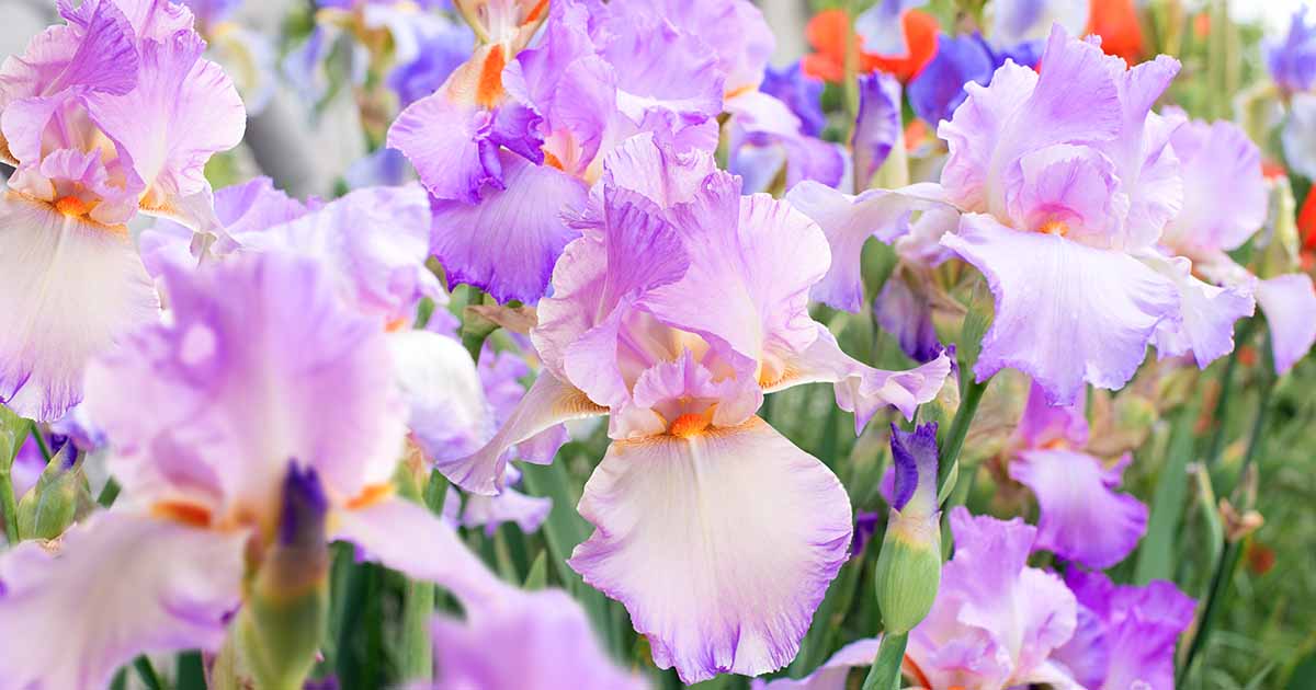 Comment soulever, diviser et transplanter les plantes d'iris
