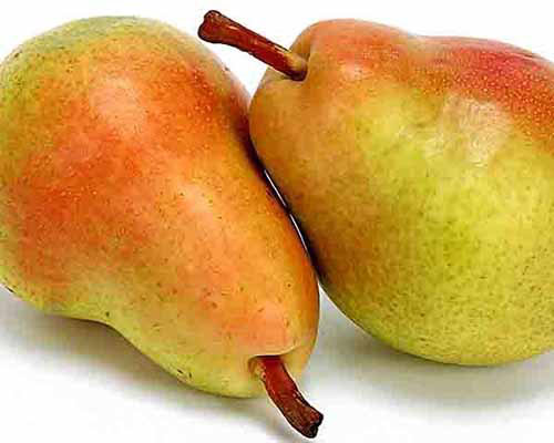 Un gros plan de deux fruits préférés de Clapp sur un fond blanc.